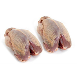Partridge (brace) Partridge (brace)